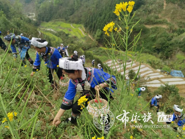 布依葛根清明粑野外采摘（王超 摄）.jpg
