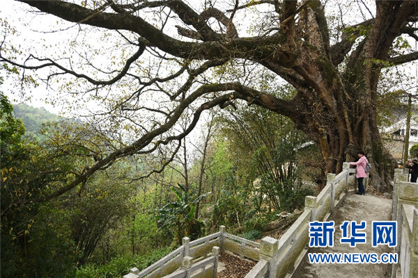 贵州千年古榕树群：布依古寨的绿色城墙1.jpg