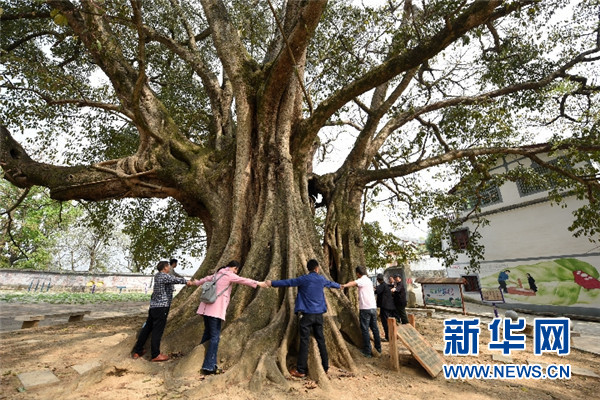 贵州千年古榕树群：布依古寨的绿色城墙2.jpg
