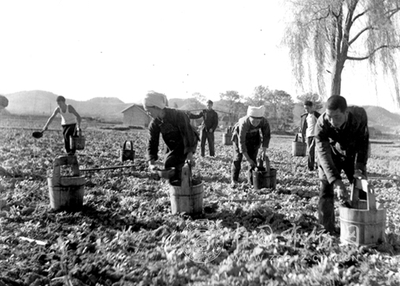 1978年秋，贵州省惠水县三都区毛家苑公社三七大队的社员给油菜苗浇定根水
